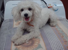 Fotos de perros